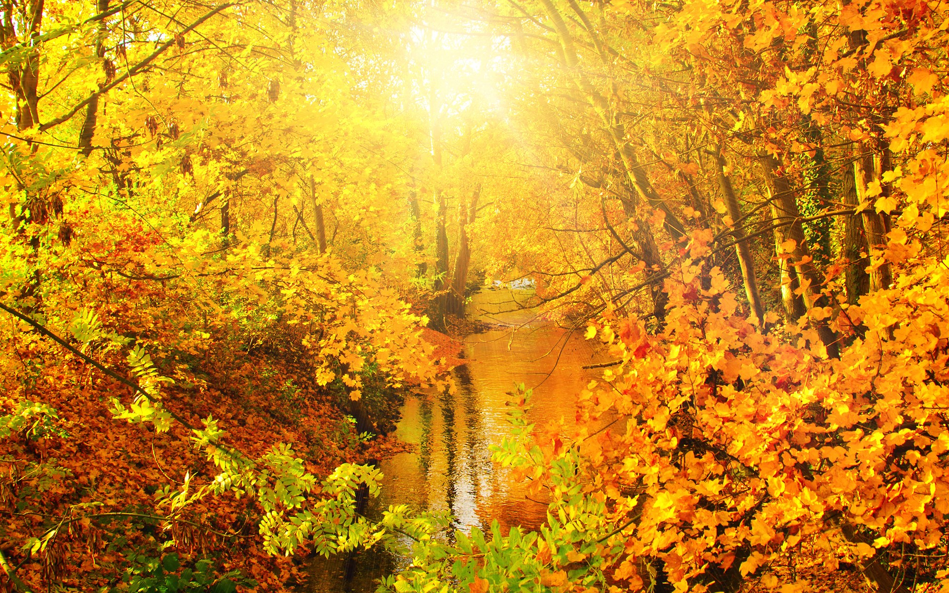 猛龙过街国语_拳皇之猛龙过街1_猛龙过街2