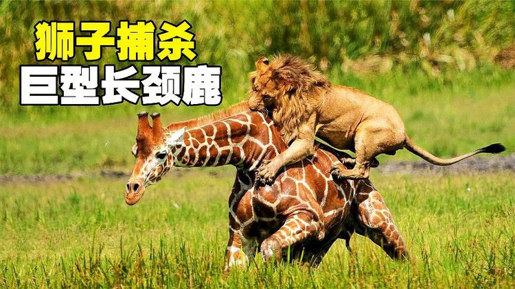 长颈鹿踹狮子_狮子被长颈鹿踢死视频_狮子被长颈鹿踢掉下巴