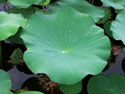 铁匠技能加点_希望ol铁匠怎么加点_希望ol铁匠加点