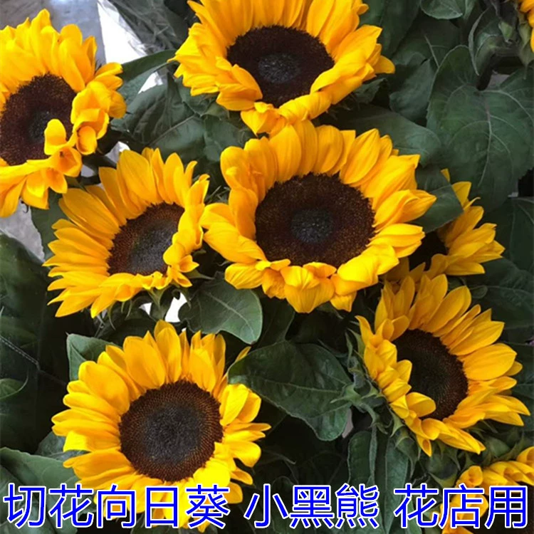 向日葵是双子叶植物的判断依据_向日葵属于双子叶植物吗_向日葵是双子叶植物