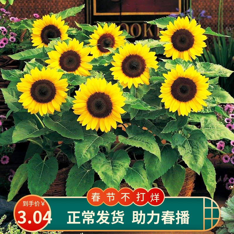 向日葵是双子叶植物_向日葵属于双子叶植物吗_向日葵是双子叶植物的判断依据