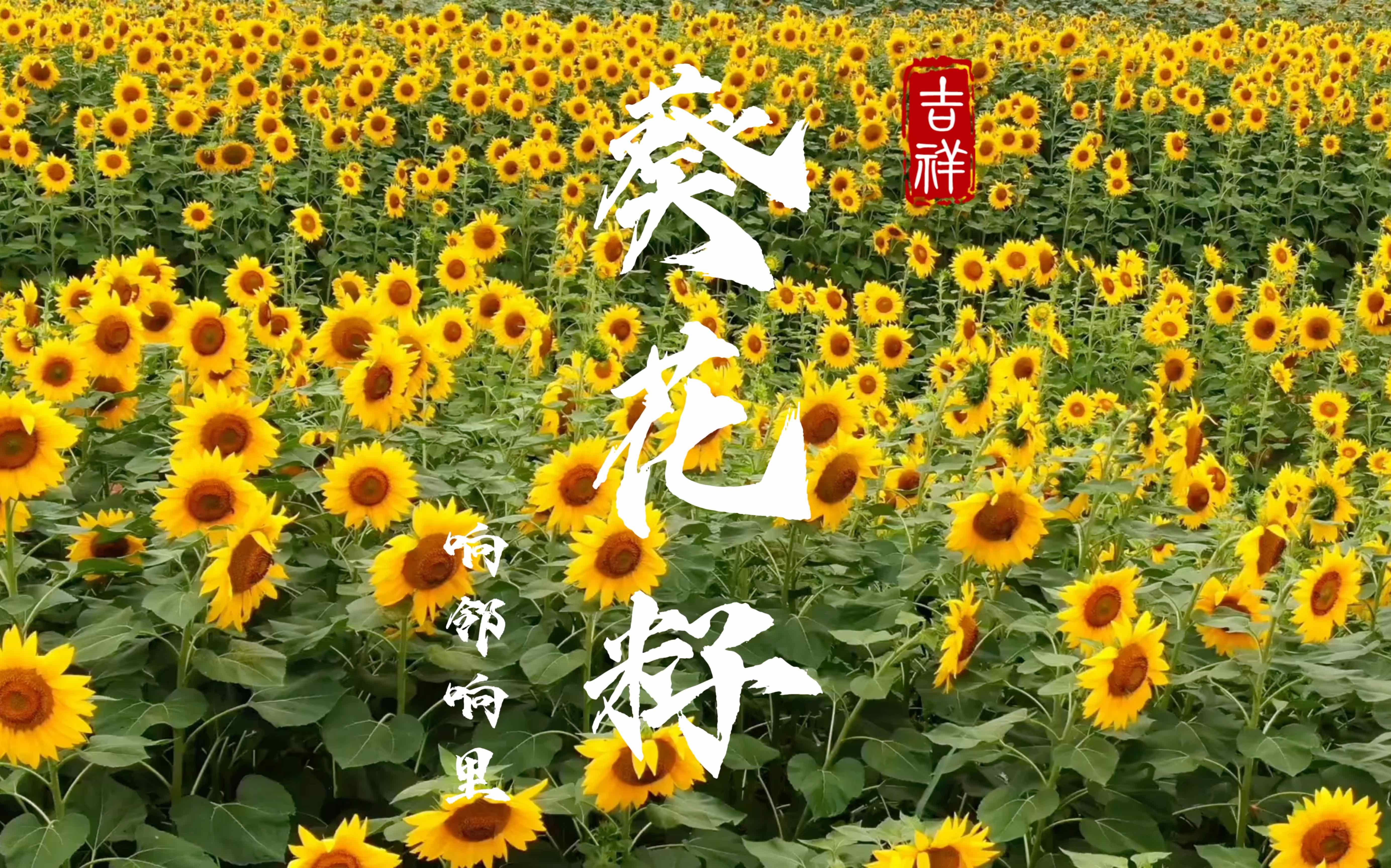 向日葵是双子叶植物_向日葵是双子叶植物的判断依据_向日葵属于双子叶植物吗