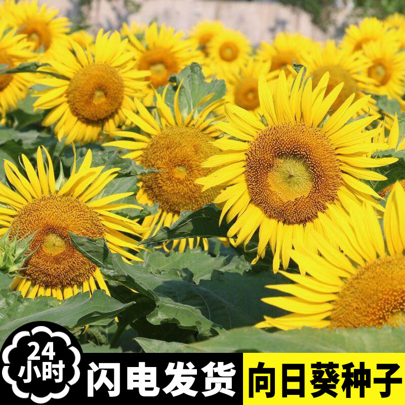 向日葵是双子叶植物的判断依据_向日葵属于双子叶植物吗_向日葵是双子叶植物