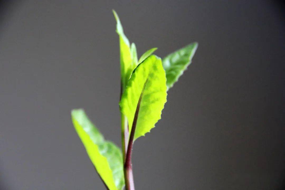 碧蓝幻想踢罐子_碧蓝幻想转盘_碧蓝幻想转盘猜拳
