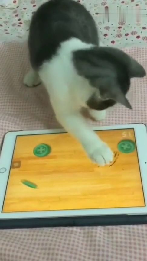 大蓝猫玩具工厂下载正版 